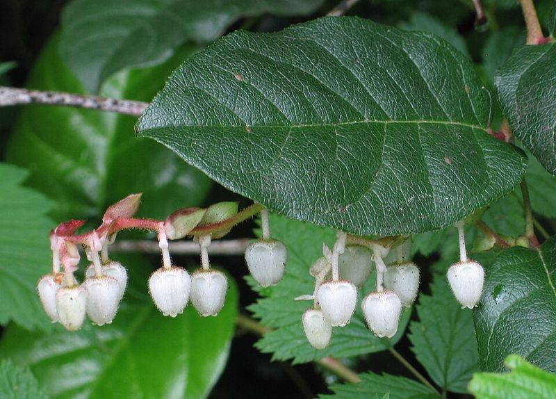 Salal Spreads Easily In Shady, Low-Maintenance Spaces