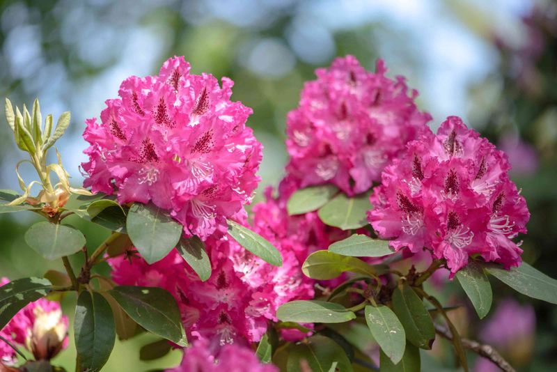 Rhododendron Delivers Classic Evergreen Presence
