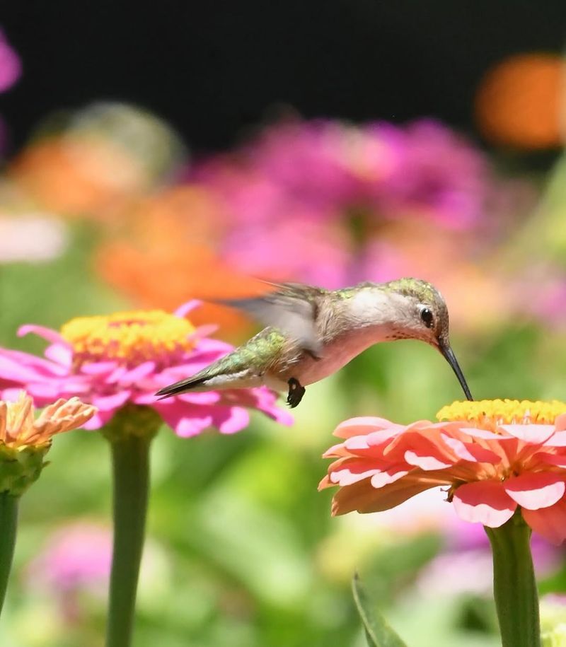 Zinnias Filling Gardens With Bright Summer Energy