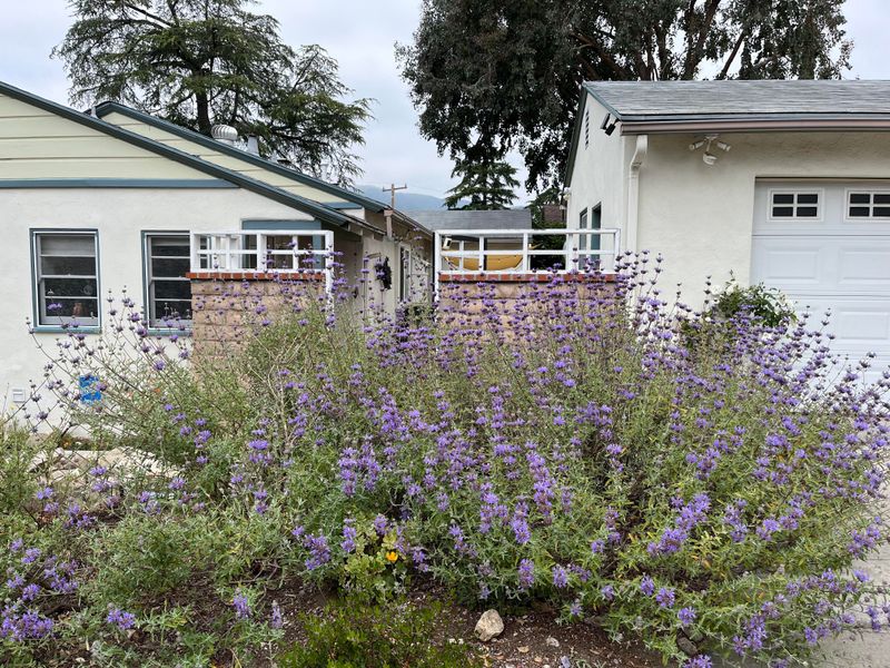 Cleveland Sage With Fragrance And Pollinators