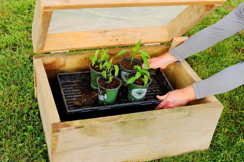 Harden Off Seedlings Gradually Outdoors