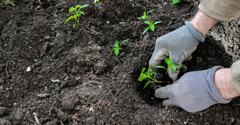 Oregon Guide To Spring Transplanting After Winter Sowing