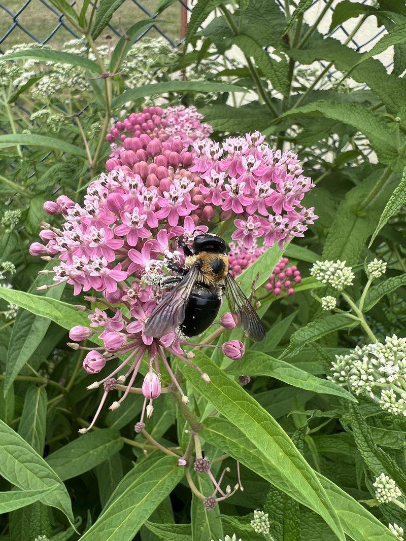 Showy Milkweed