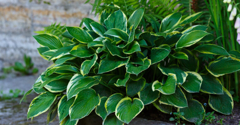 Oregon Hostas Need These 10 Spring Care Steps For Stunning Growth