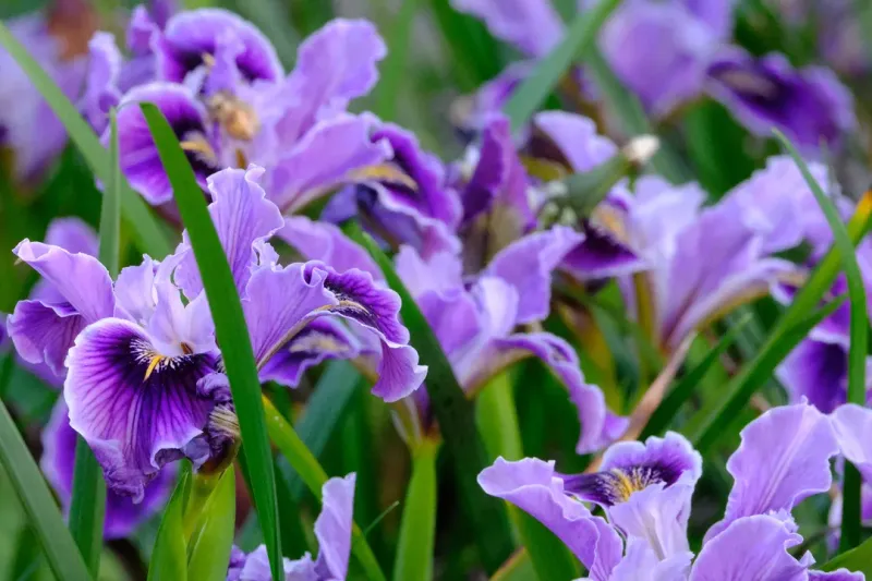 Douglas’ Iris For Coastal-Style Color
