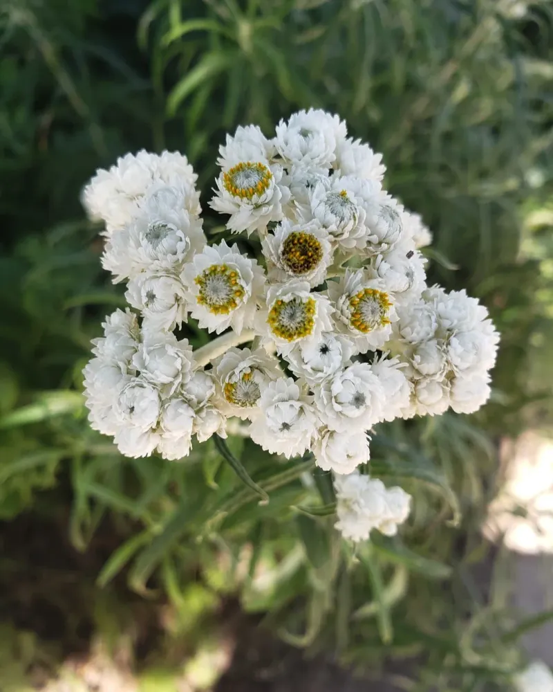 Pearly Everlasting