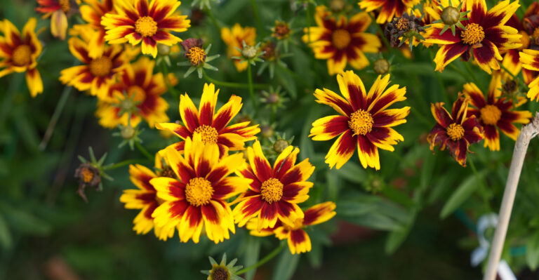 Oregon Perennials That Establish Fast When Planted Right Now