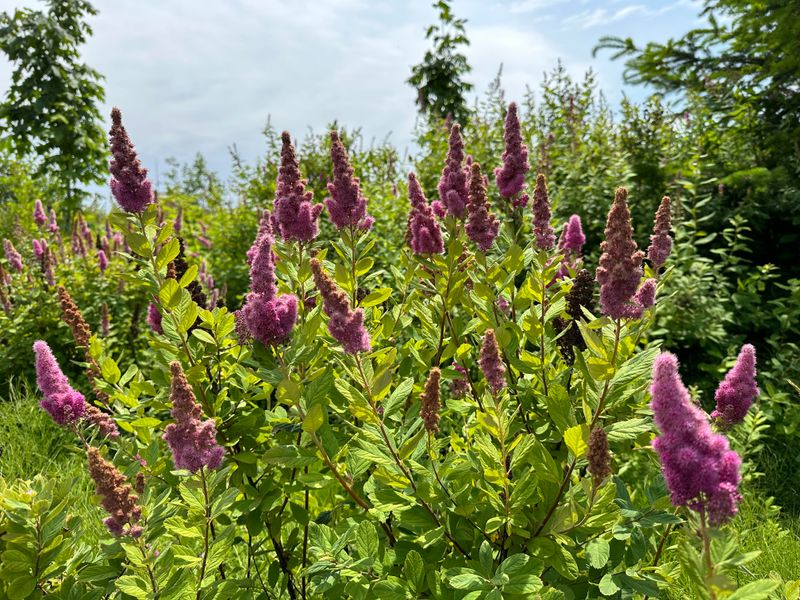 Douglas' Spirea A Pollinator Favorite In Wet Spots