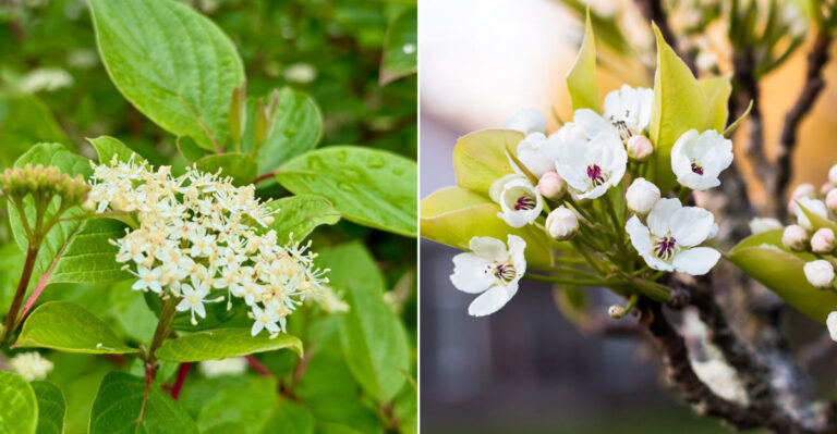 Oregon Pollinator Plants That Thrive In Wet Soil