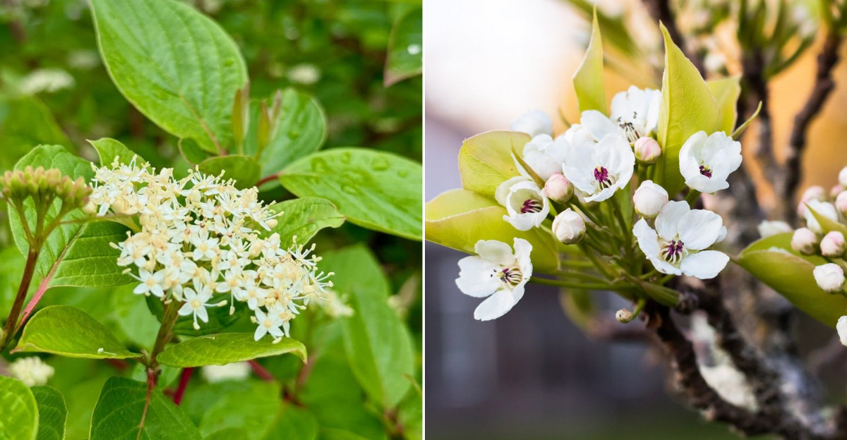 Oregon Pollinator Plants That Thrive In Wet Soil