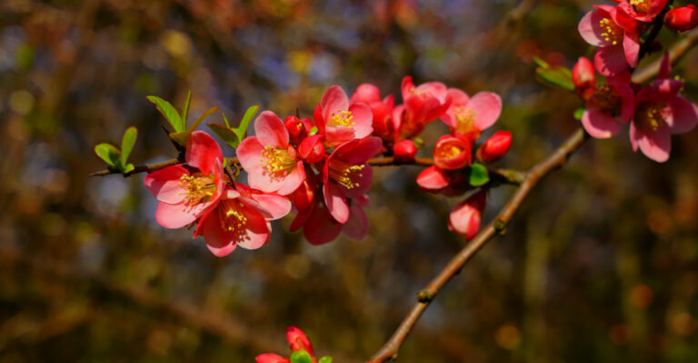 11 Oregon Shrubs That Need A Light Trim After Blooming In Late Spring