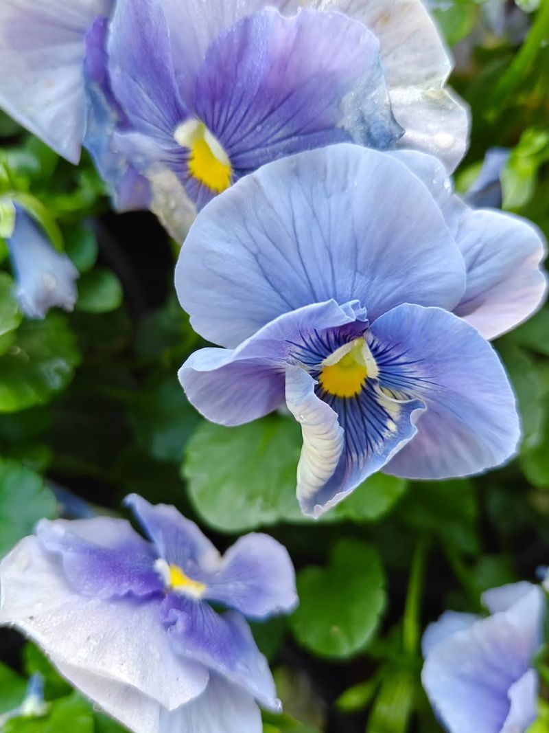 Pansies Bloom Earlier