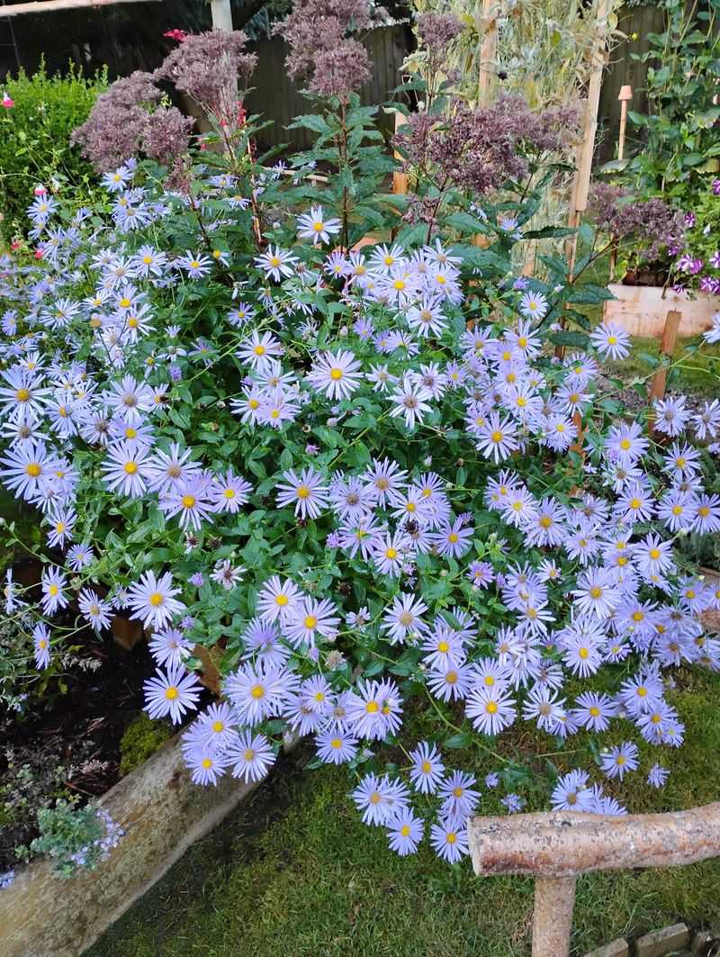 Pacific Aster