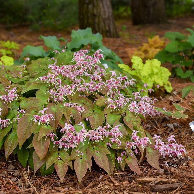 Epimedium Slowly Turns Shady Spots Into Something Special