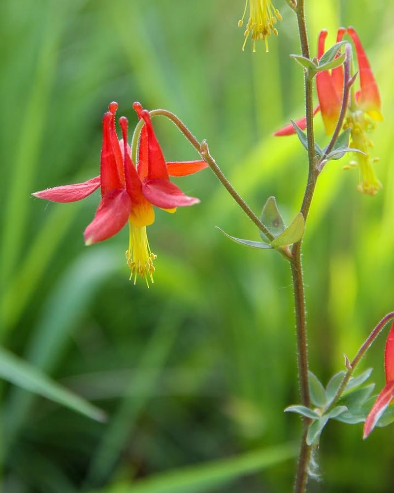 Western Columbine
