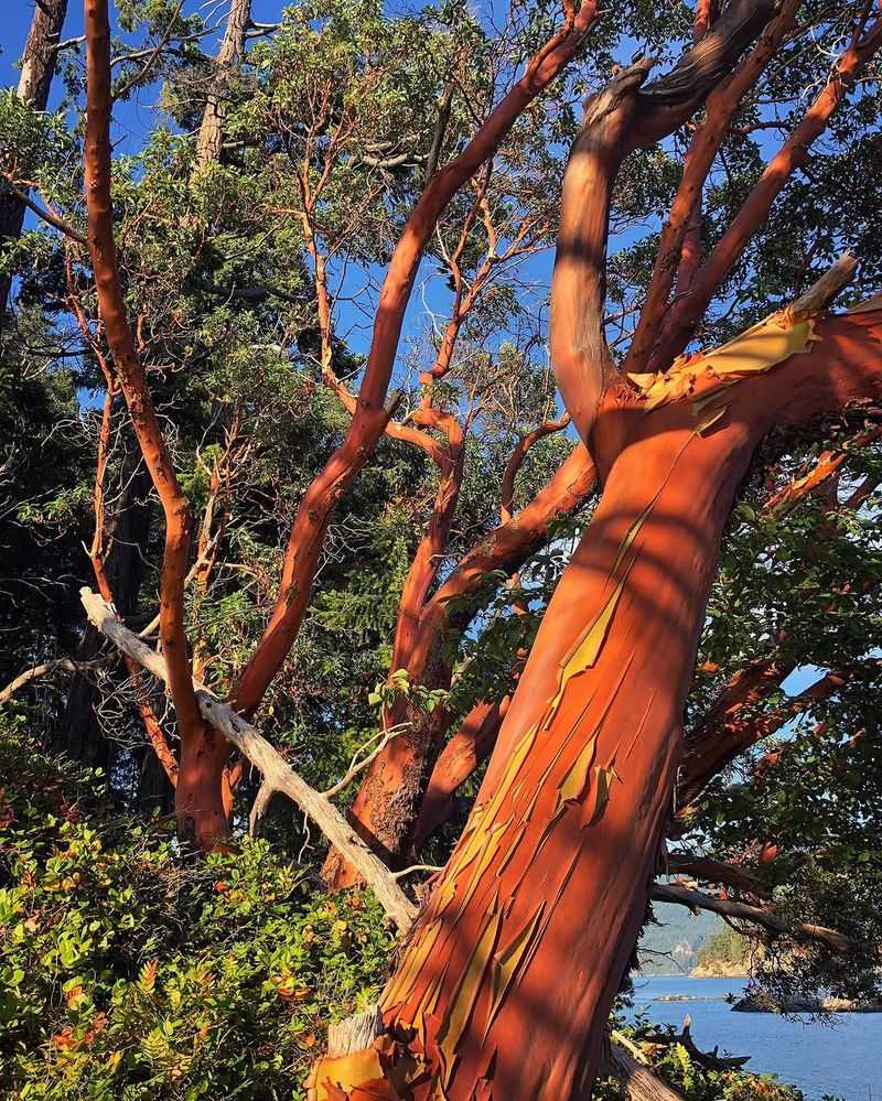 Pacific Madrone