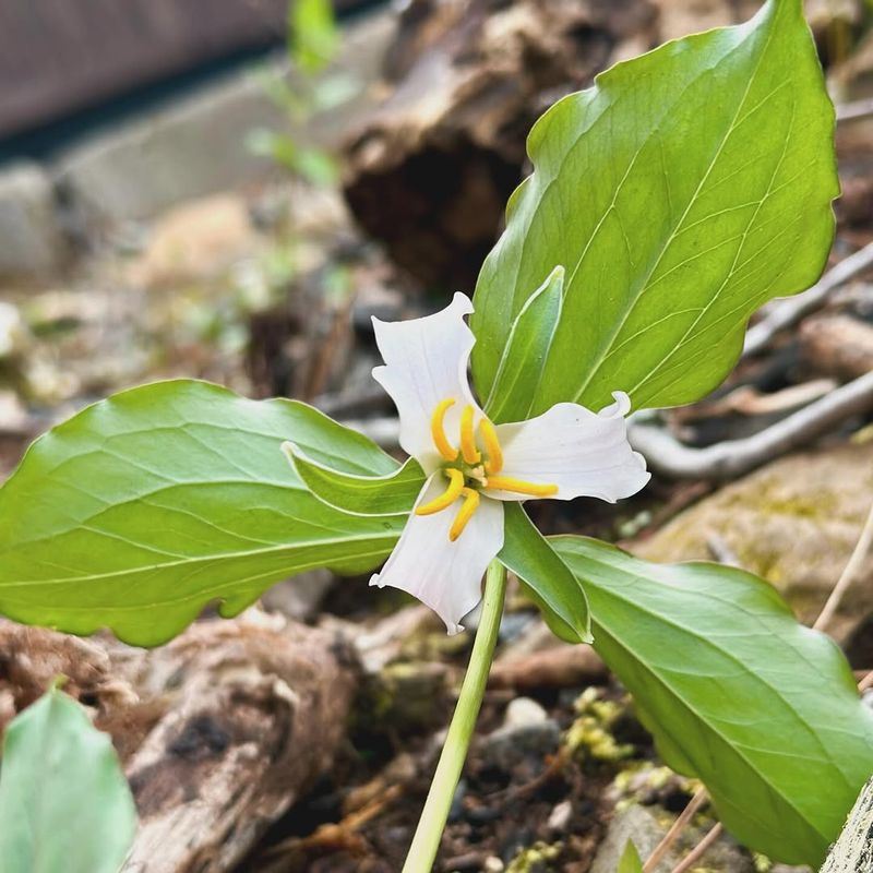 Western White Trillium
