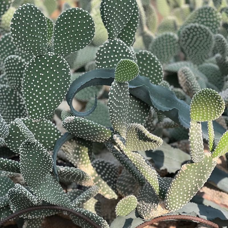 Bunny Ear Cactus Produces Flat Pads With A Unique Shape