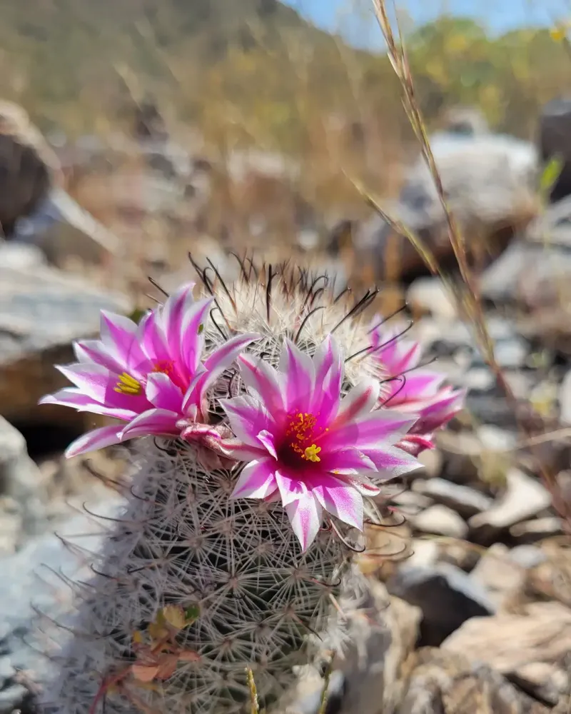 Fishhook Cactus