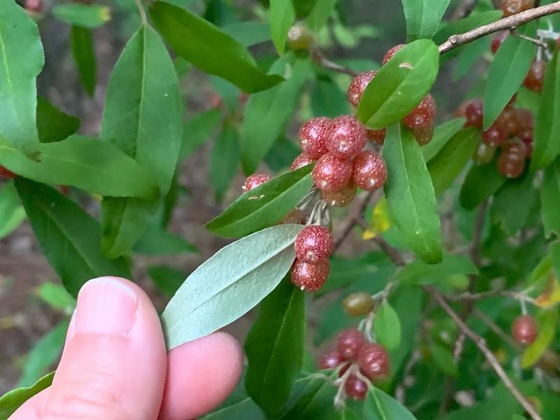 Autumn Olive Spreads Far Too Easily