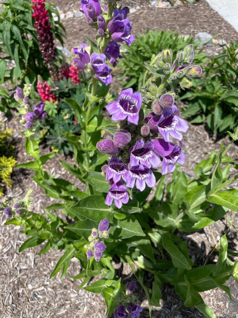 Penstemon