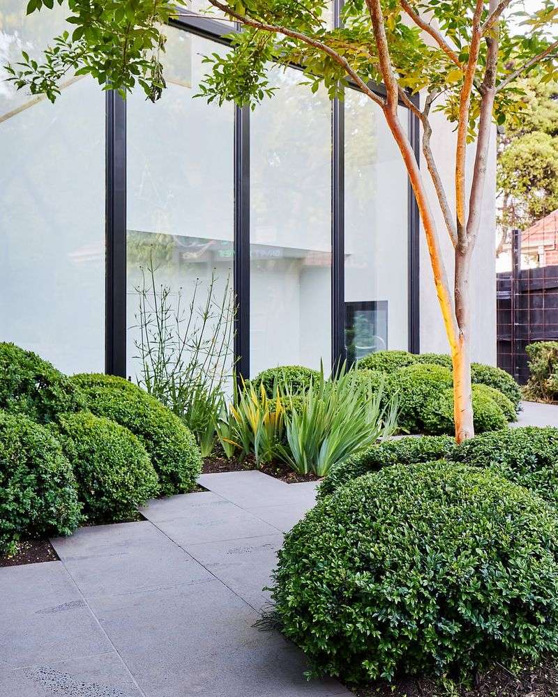 Evergreen Shrubs Maintaining Structure And Dense Growth