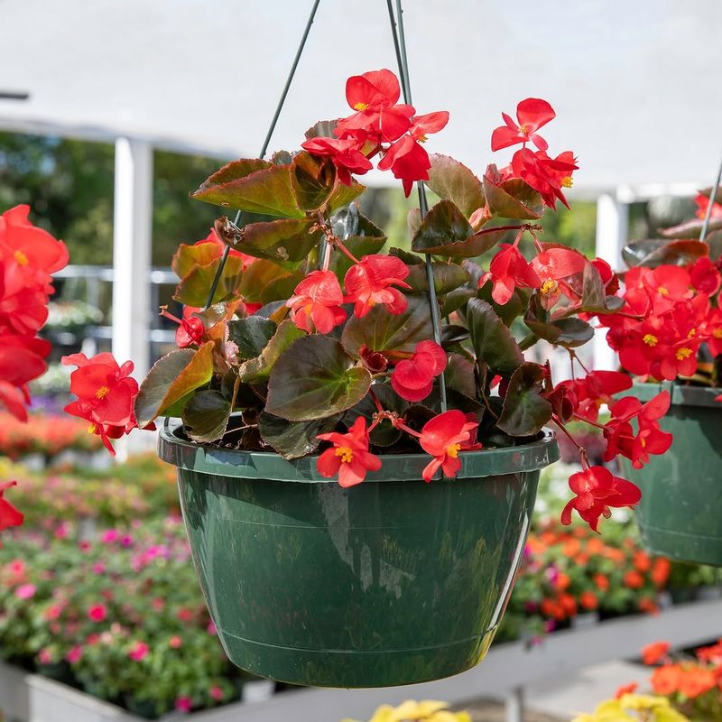 Begonia Keeps Containers Looking Fresh In Shade