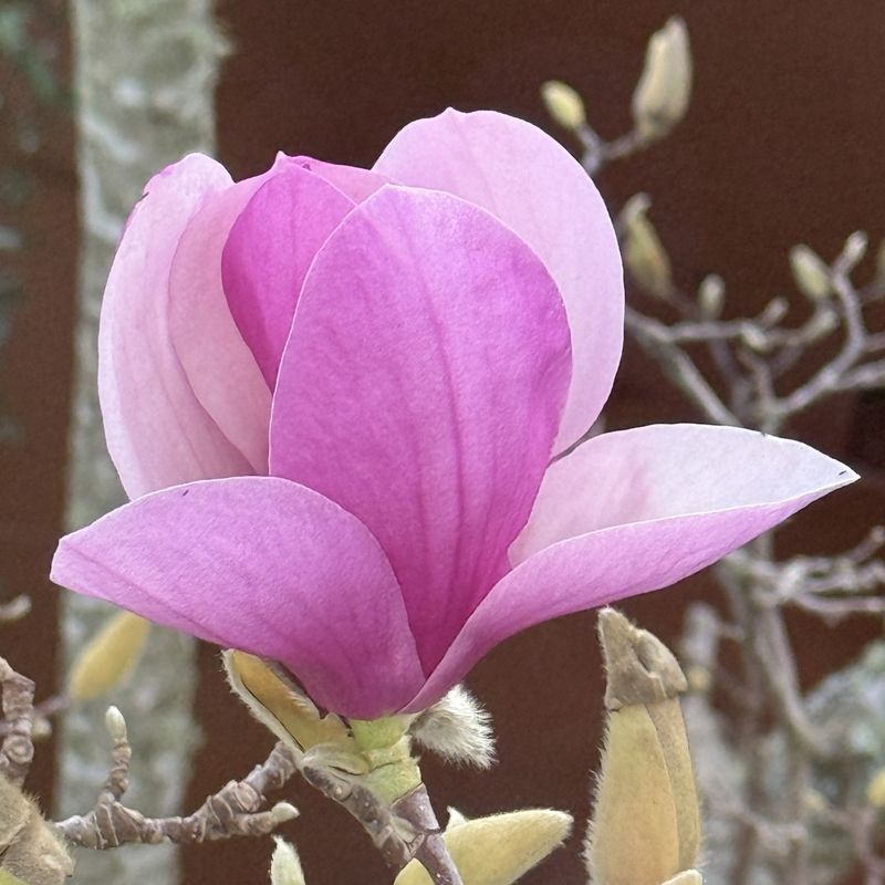 Magnolia Reacting Poorly To Dry Conditions