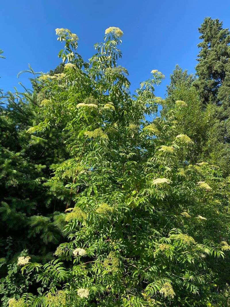 Blue Elderberry Adds Dense Backyard Cover
