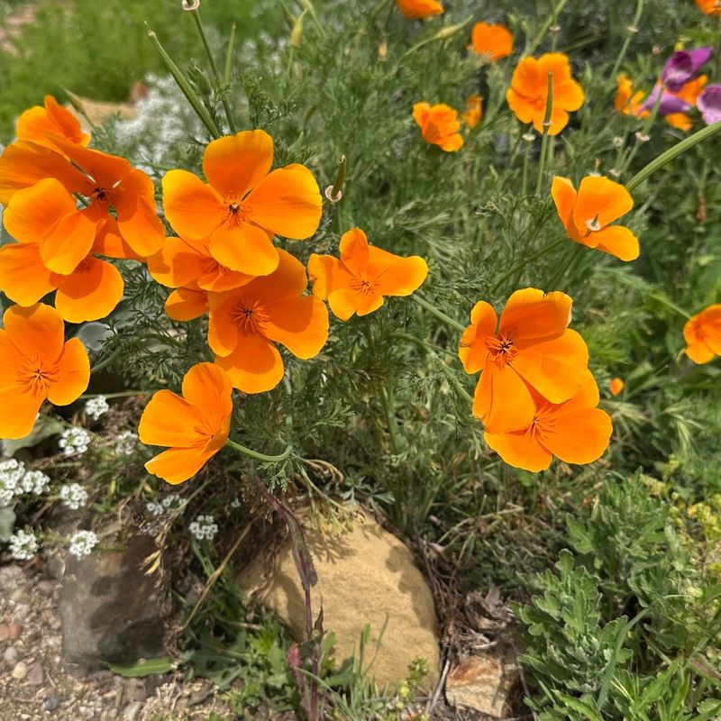 California Poppy