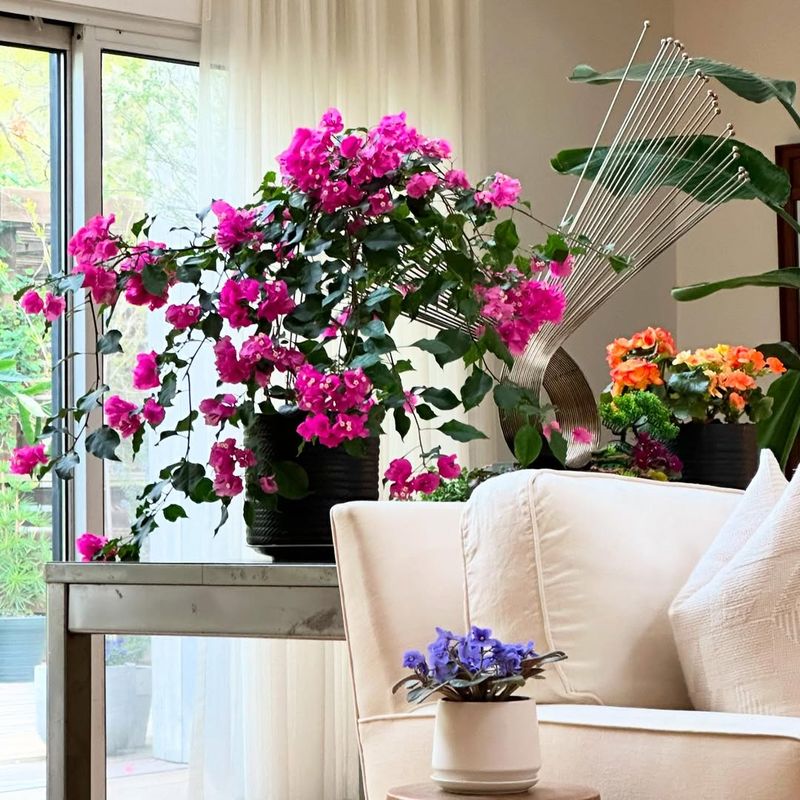 Not Enough Direct Sunlight Indoors