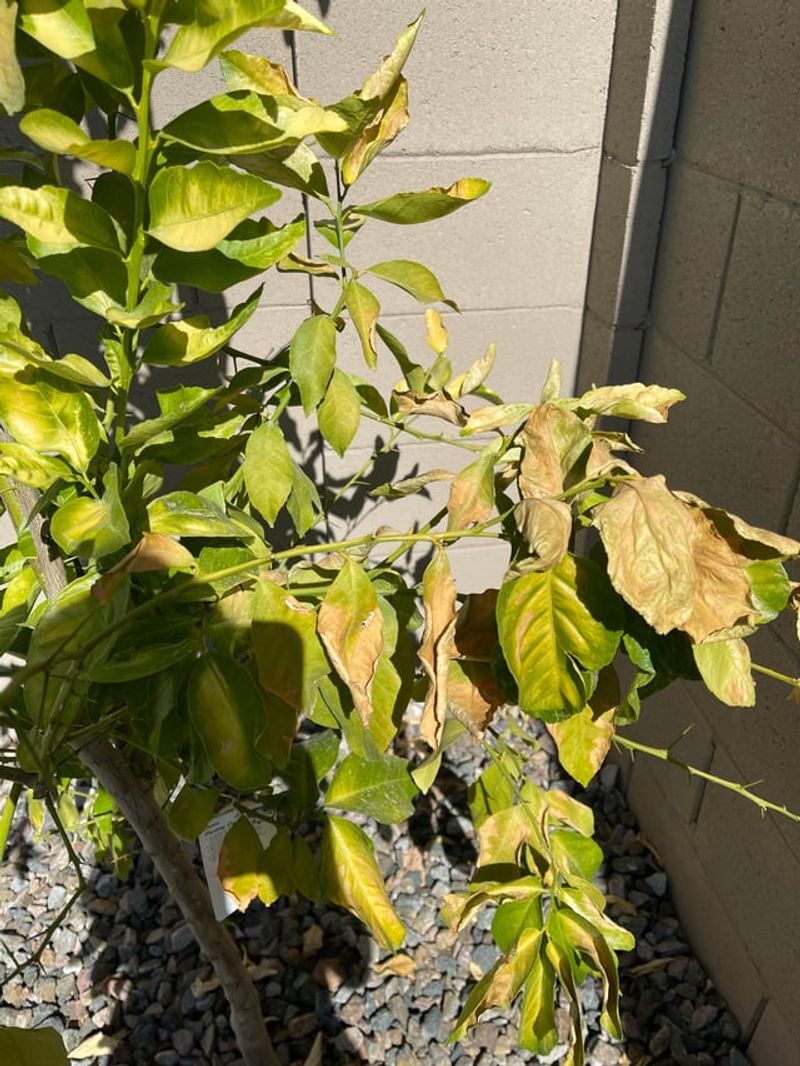 Skipping Spring Feeding Can Slow Citrus Growth