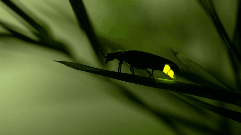 Draining Or Drying Out Moist Areas In The Yard