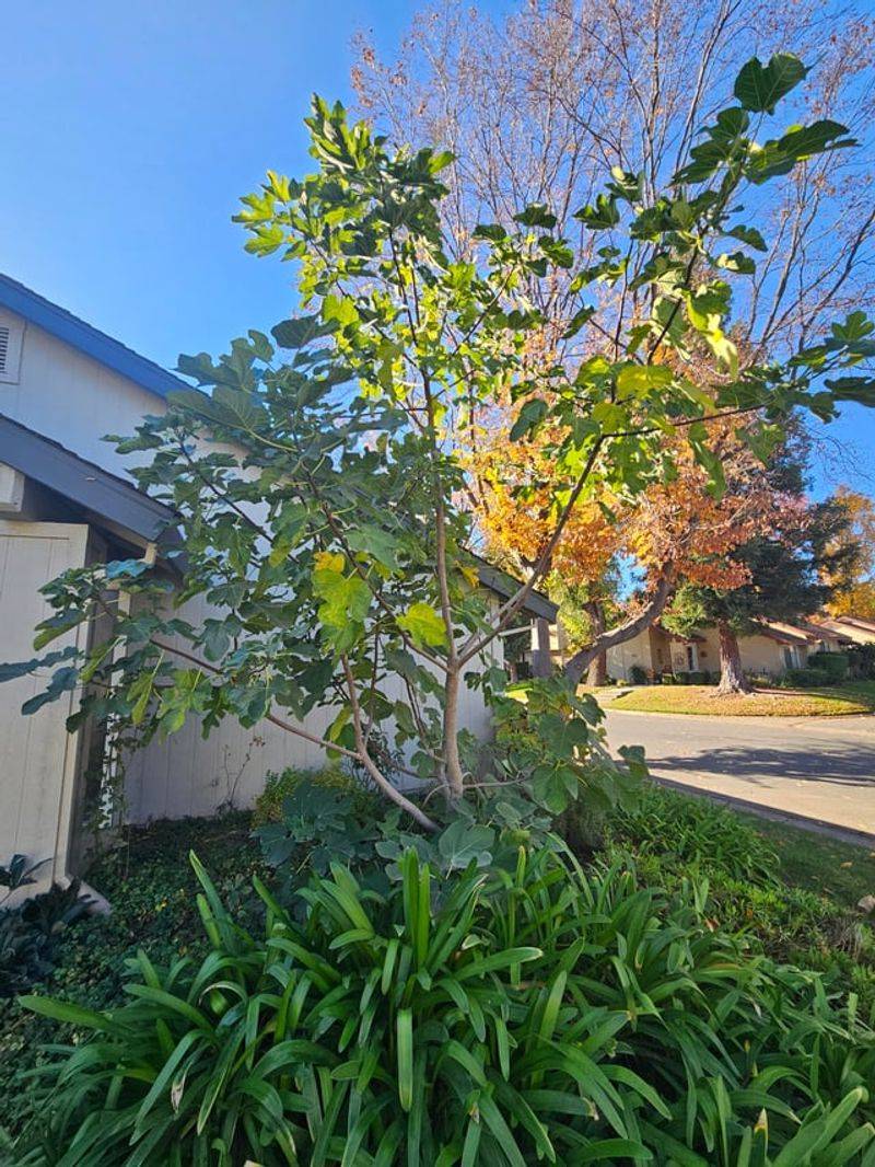 Ignoring Tree Strength Leads To Uneven Fruit Distribution