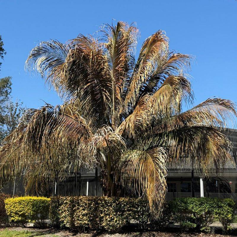 Why Spring Can Be Tricky For Palms In Pennsylvania