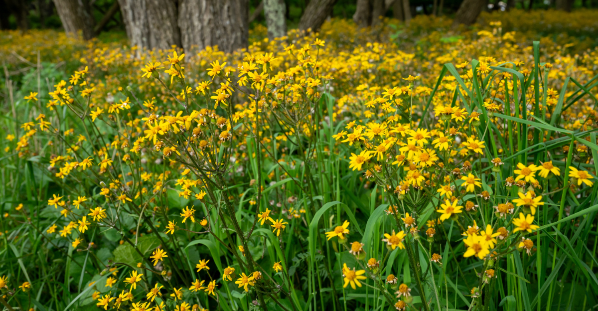 yellow groundcover