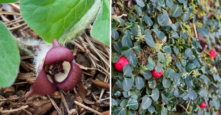Wild Ginger and Partridgeberry