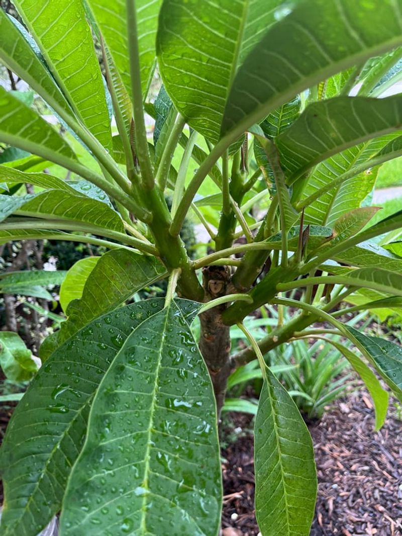 Crowded Growth Blocks Light And Airflow