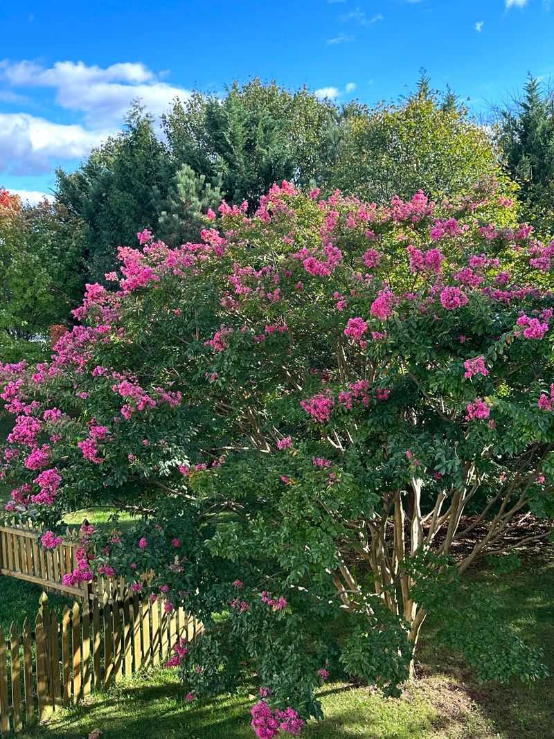 Planting In Shade Limits Bloom Production