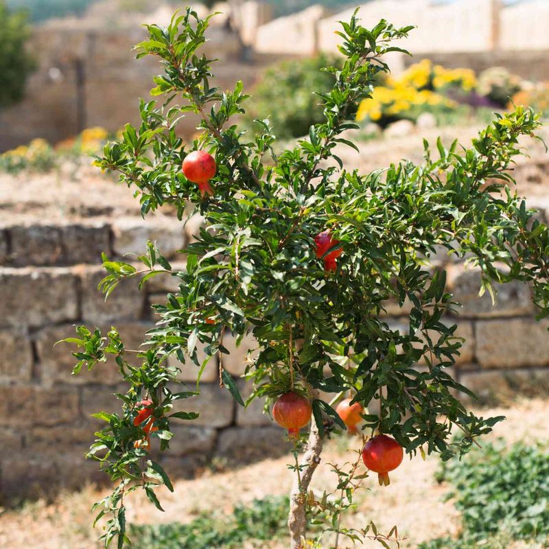Letting Soil Dry Out Too Much During Heat