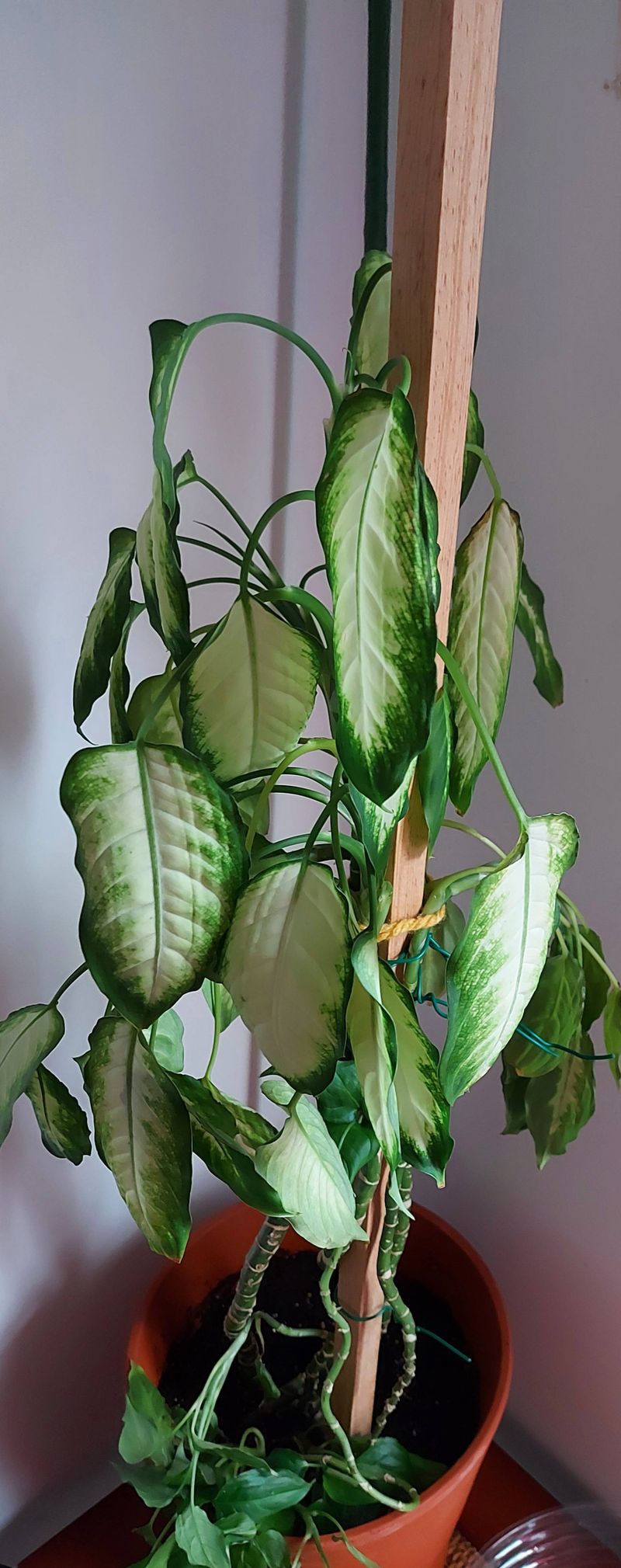 Underwatering And Dry Soil