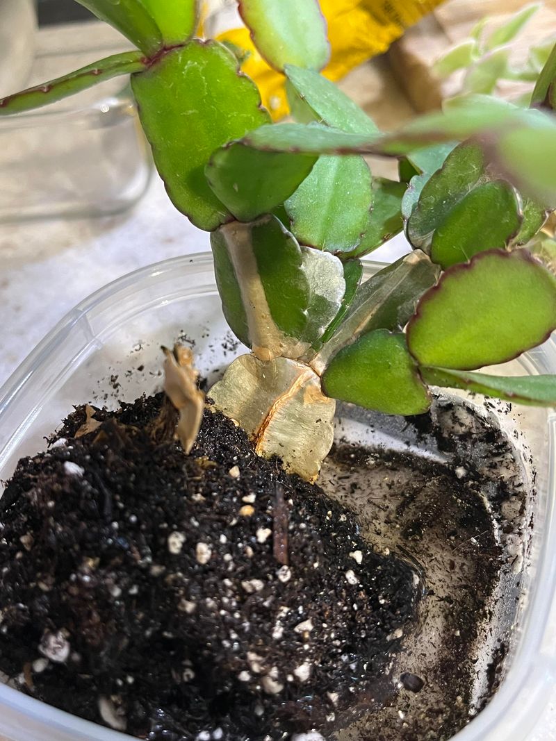 Heavy Potting Mixes Hold Too Much Moisture