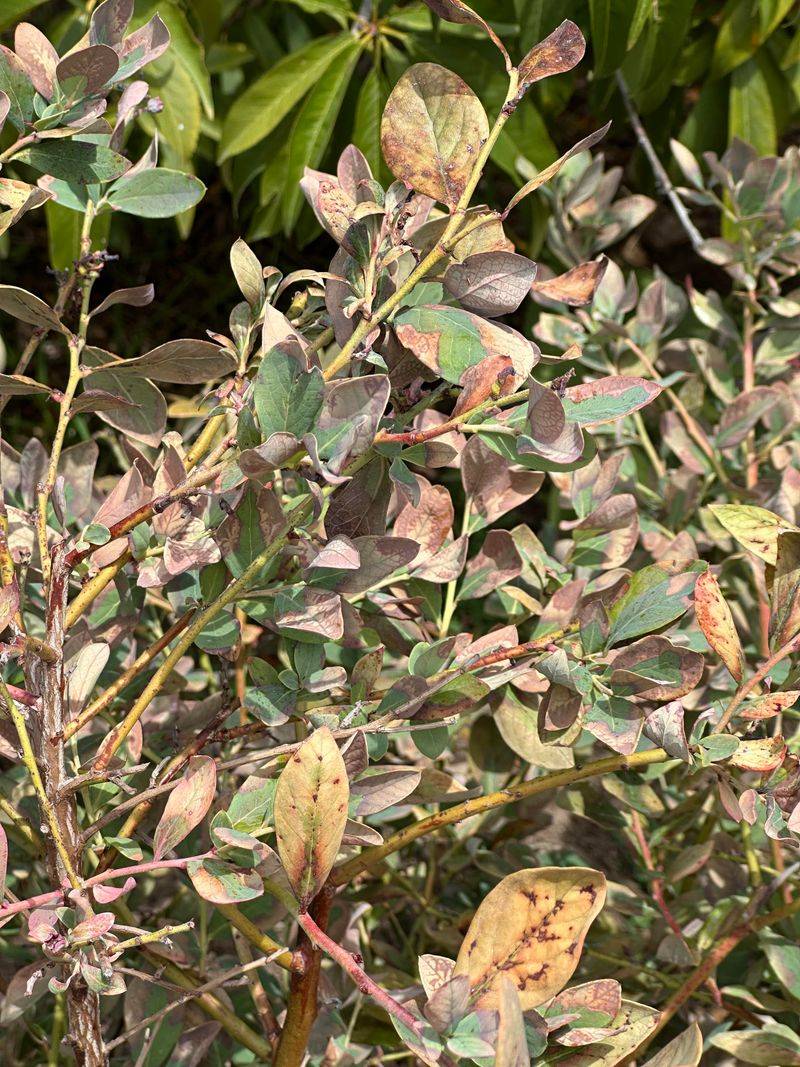 Dry Gaps Between Watering Increase Stress