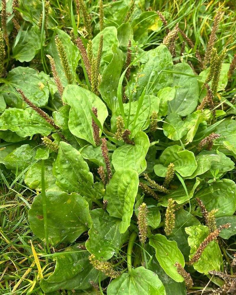 Letting Weeds Go Early Allows Them To Spread Fast