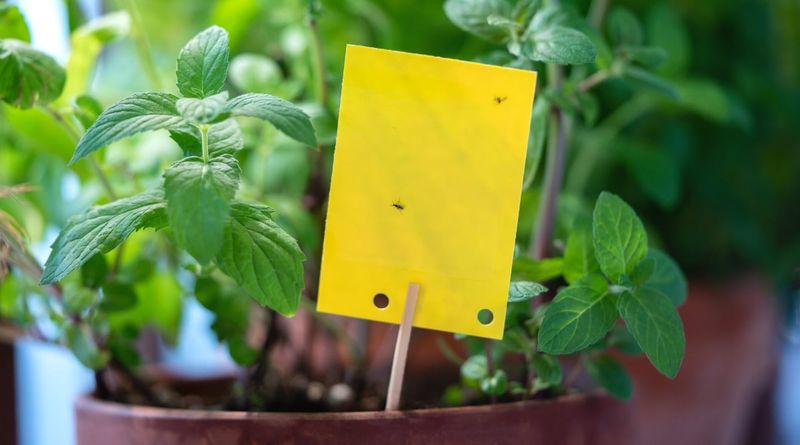 Constantly Damp Soil Is The Real Issue Not The Flying Adults