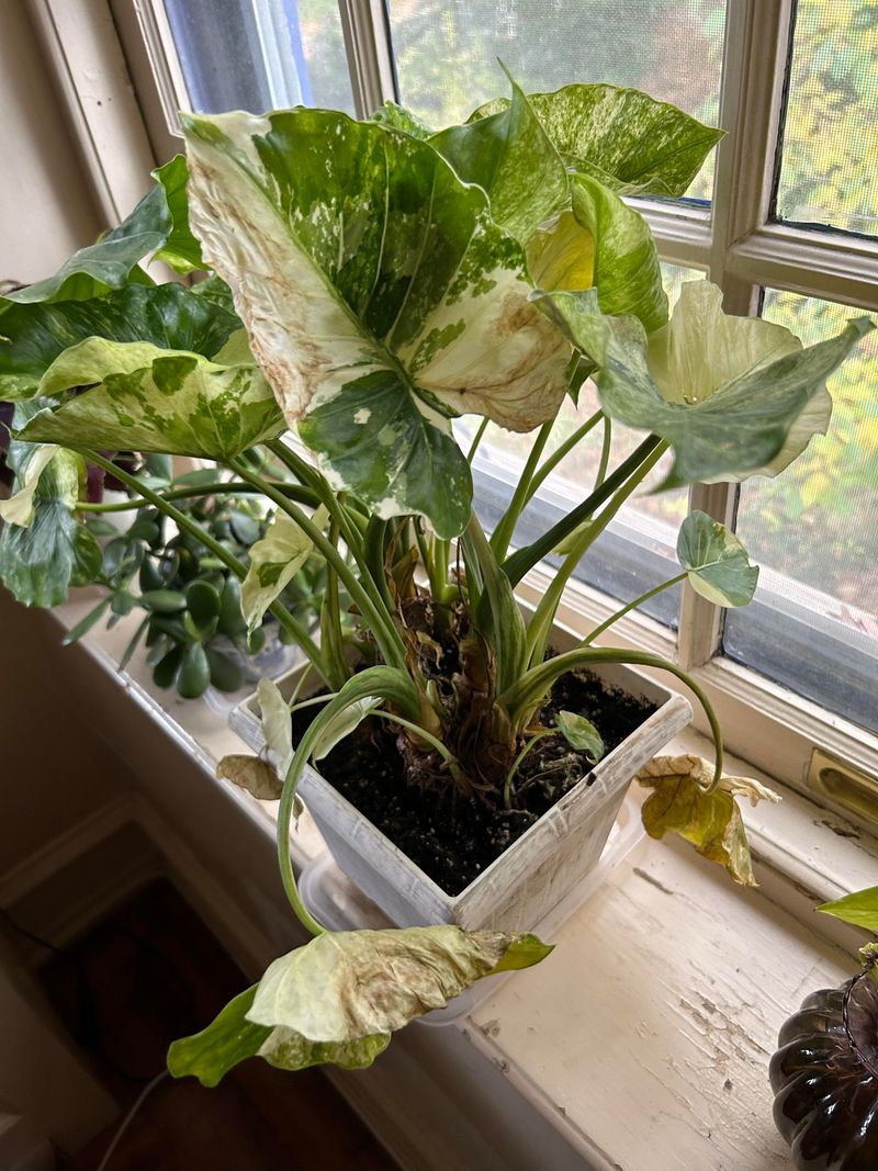 Ignoring Temperature Fluctuations