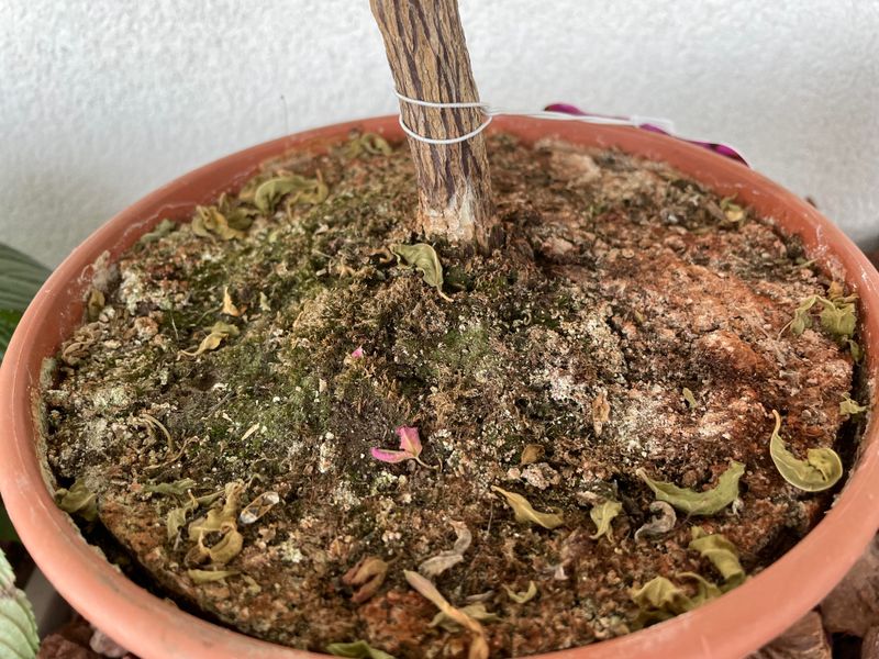 Planting In Poorly Drained Soil Can Stress Roots