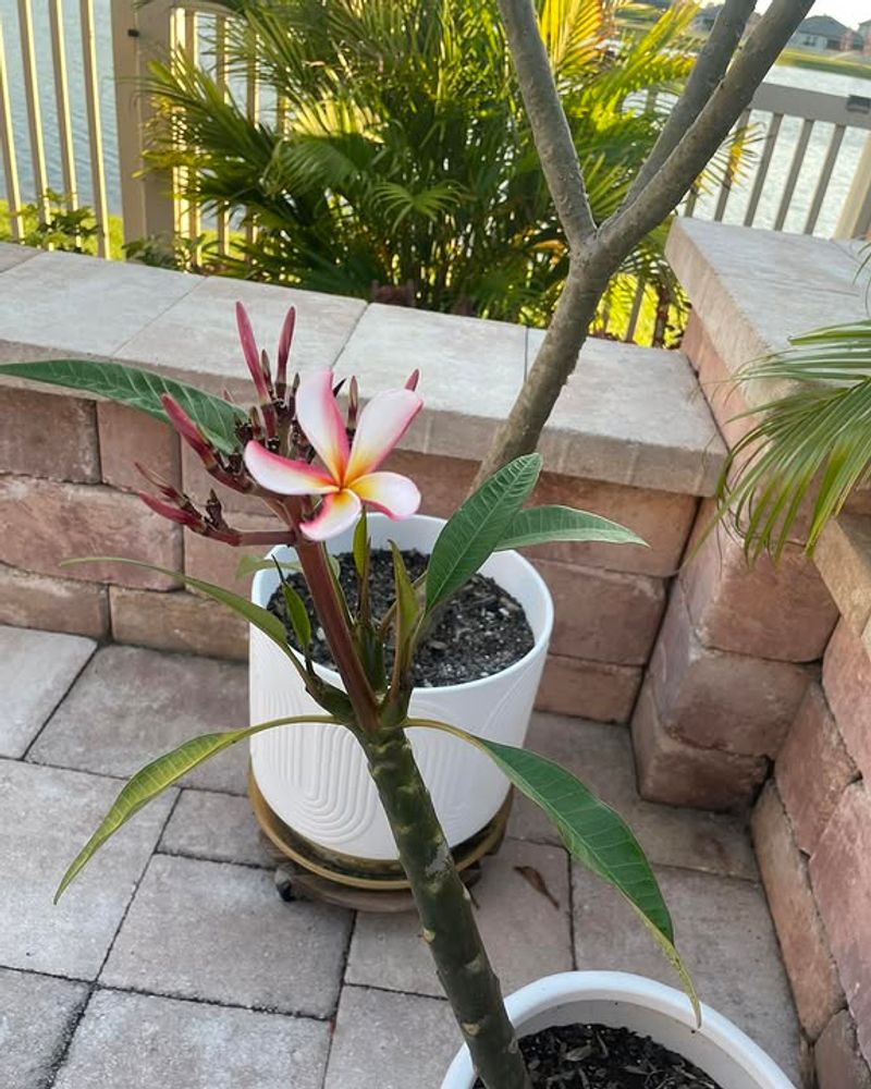 Planting In Soil That Does Not Drain Fast Enough