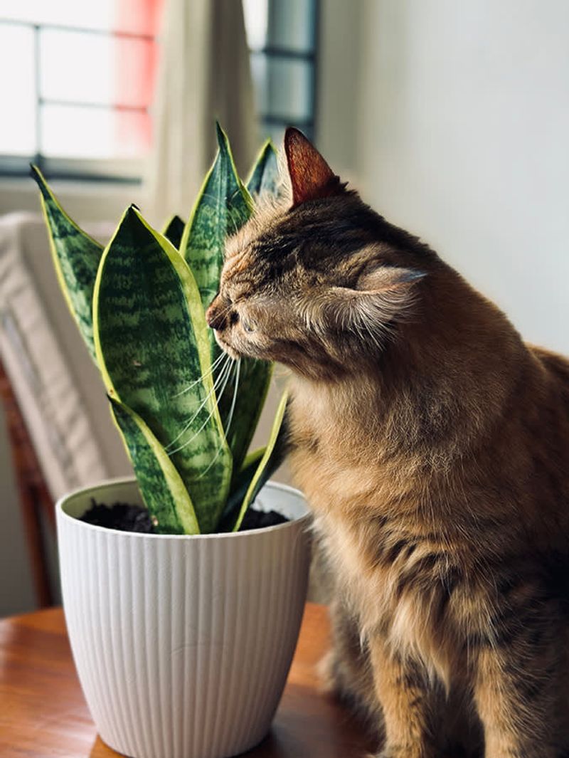 Snake Plants Are Toxic To Pets And NC Households Should Know This