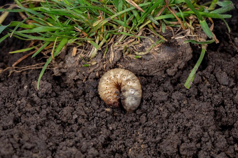 Letting Grubs And Soil Insects Build Up